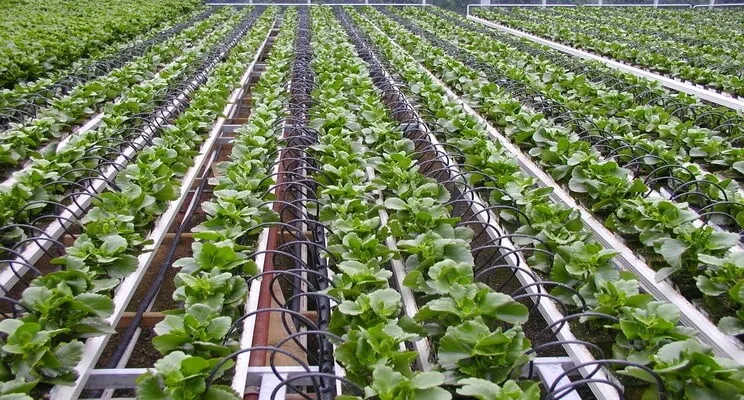 Israel plant colonization