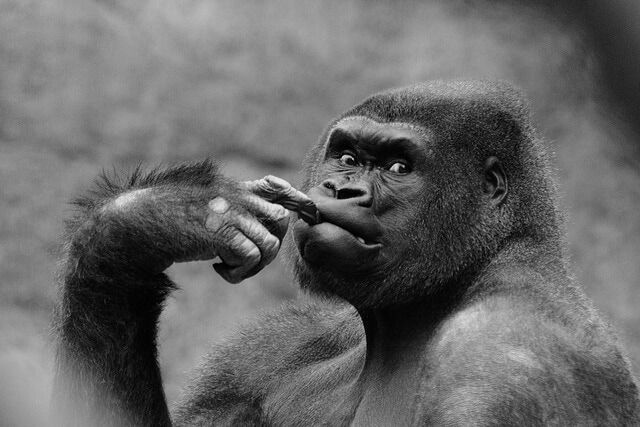 gorilla thinking