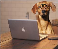 dog at laptop